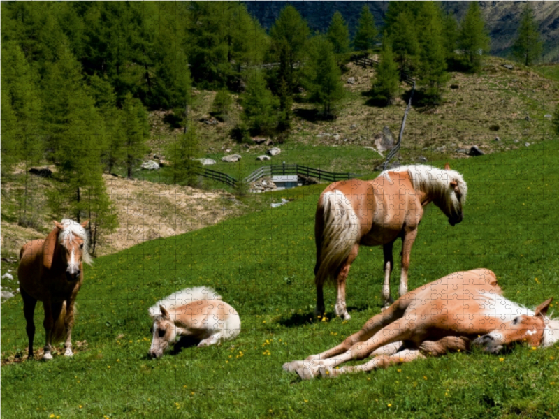 Haflinger Pferde in Rein in Taufers