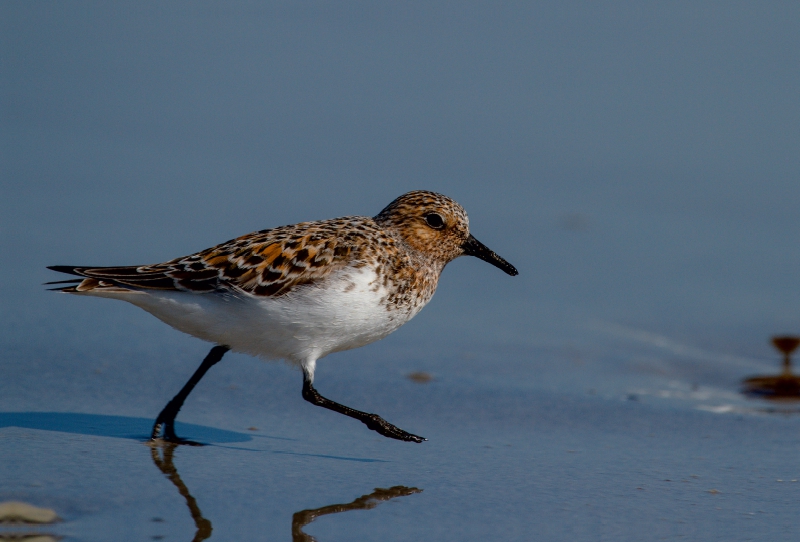 Sanderling