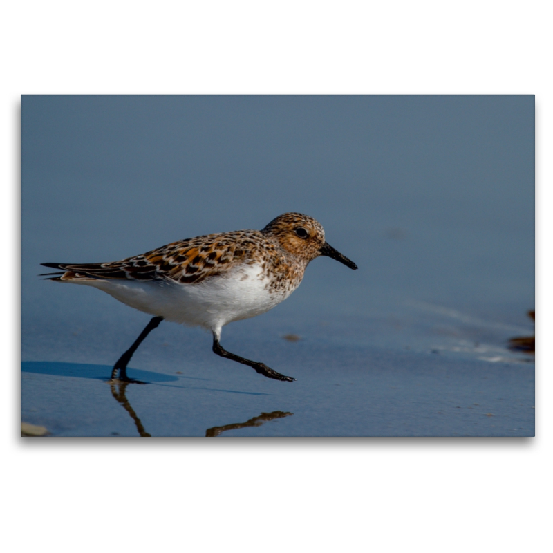 Sanderling