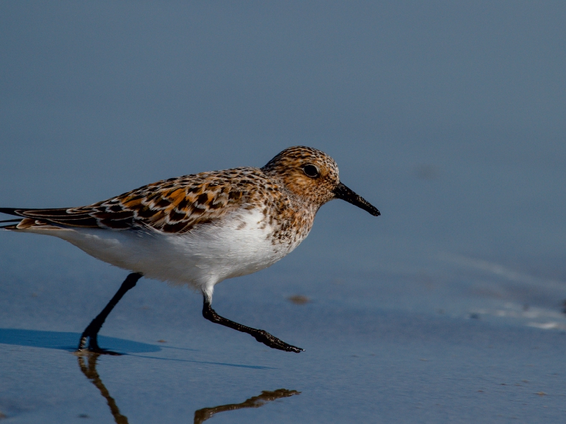 Sanderling