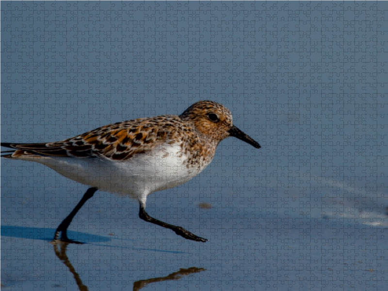 Sanderling