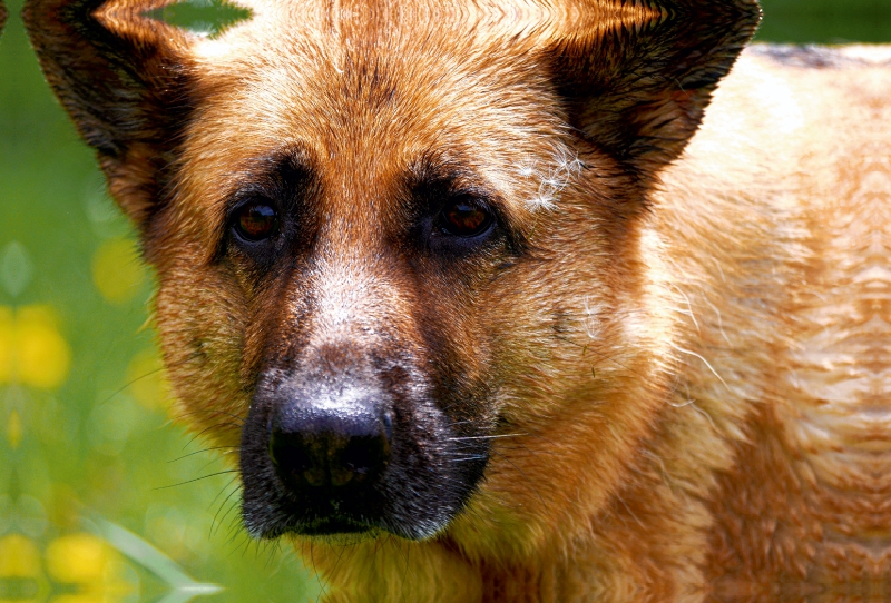 Liebeserklärung an den Schäferhund