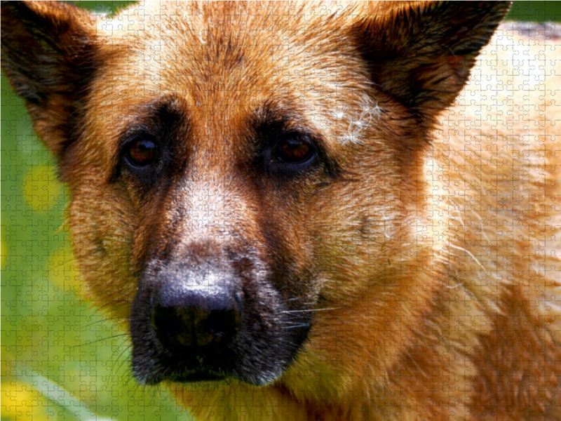 Liebeserklärung an den Schäferhund