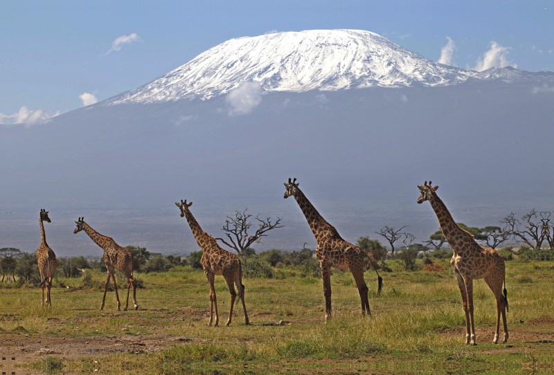 Giraffen – Am Kilimanjaro