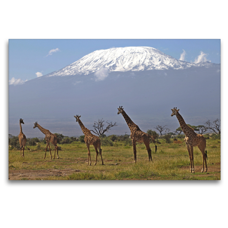 Giraffen – Am Kilimanjaro