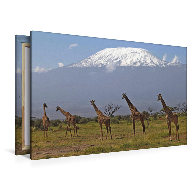 Giraffen – Am Kilimanjaro