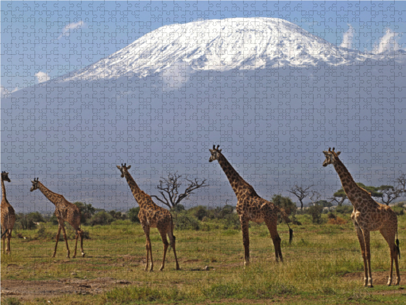 Giraffen – Am Kilimanjaro