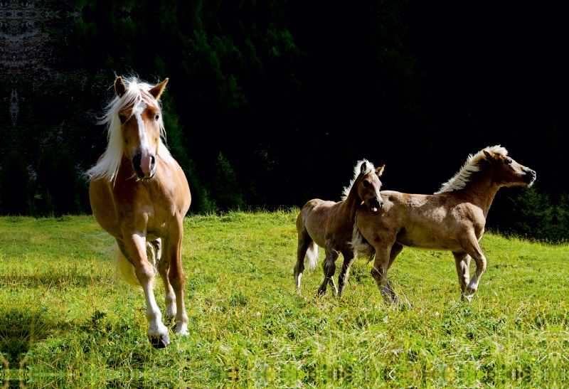 Haflinger auf der Weide