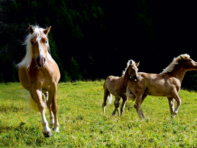 Haflinger auf der Weide