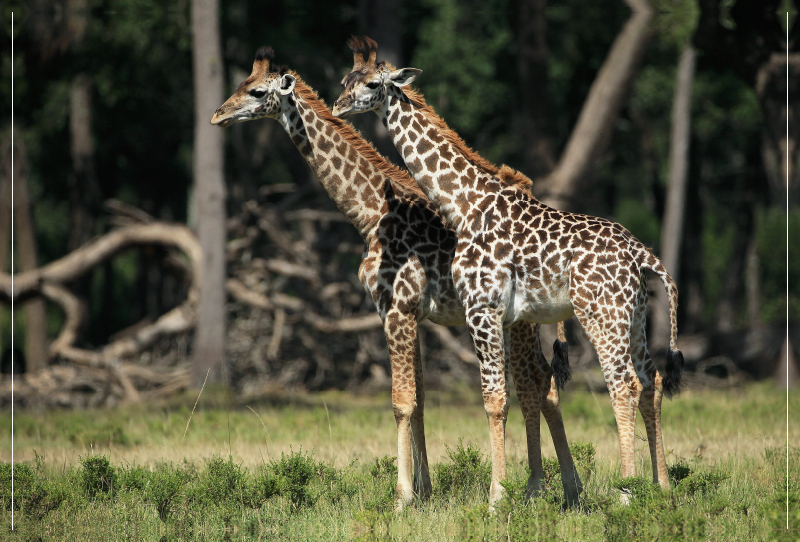 Giraffen – Zwillinge