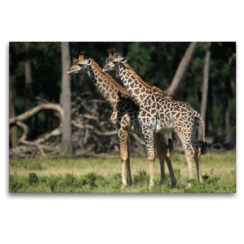 Giraffen – Zwillinge