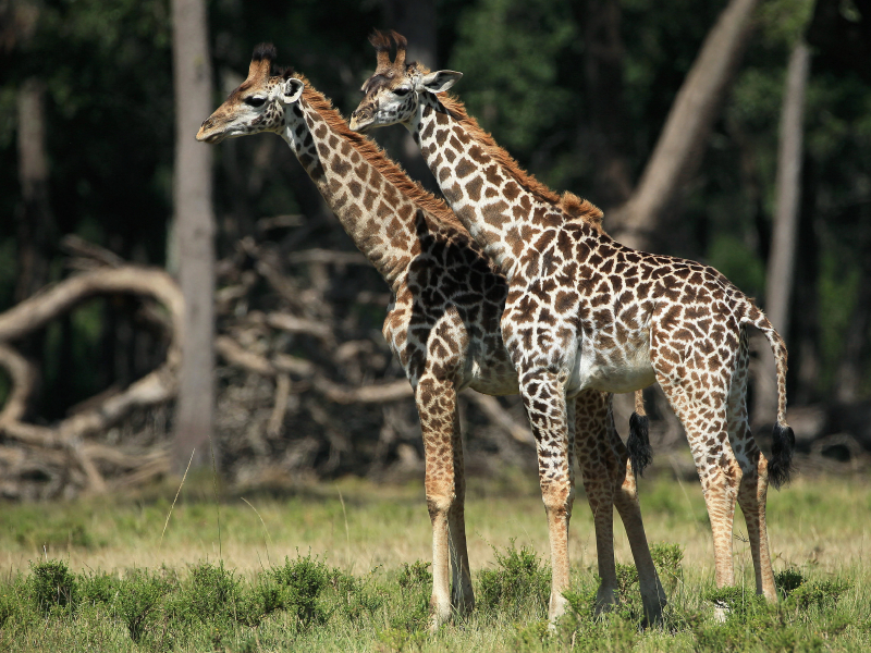 Giraffen – Zwillinge