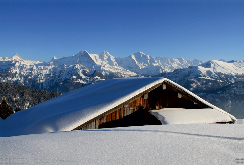 Wintermärchen - verschneite Almhütte - Eiger, Mönch, Jungfrau