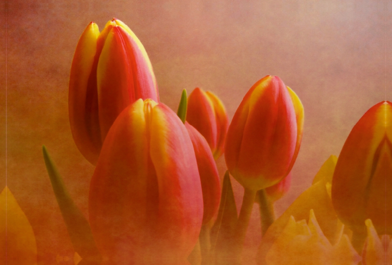 Tulpen im Nebel