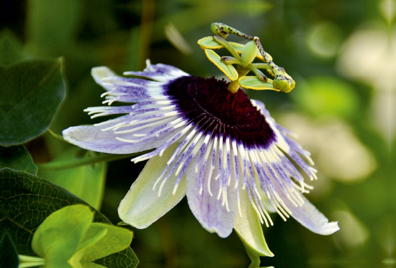 Ein Motiv aus dem Kalender Passiflora