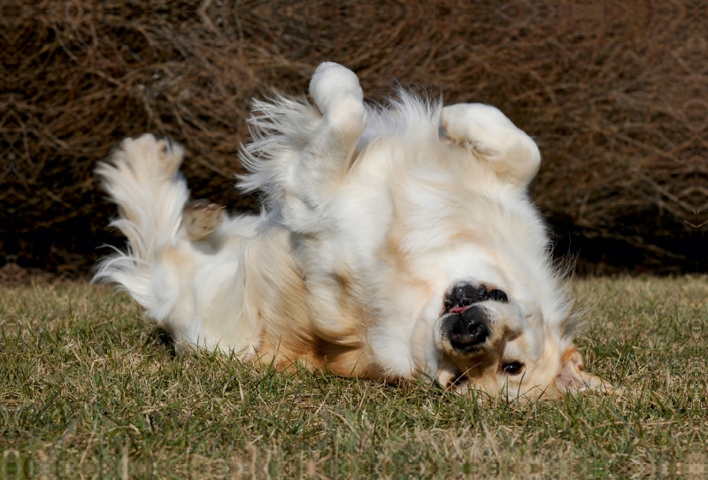 Ein Motiv aus dem Kalender Golden Retriever - Ein Herz auf 4 Pfoten