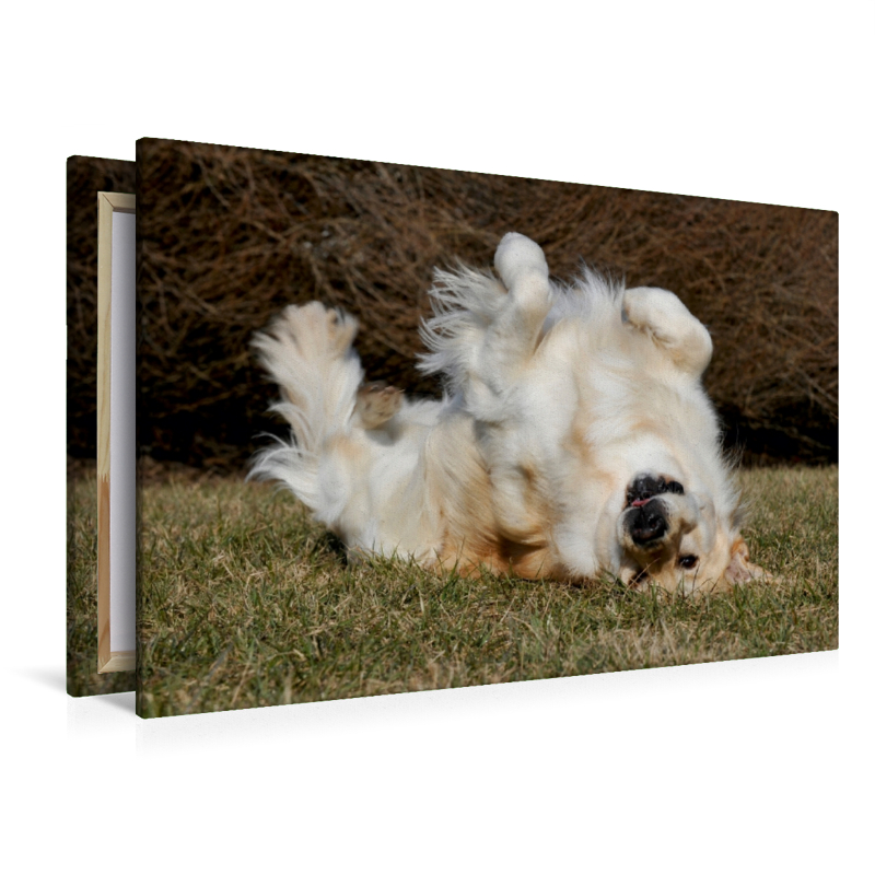 Ein Motiv aus dem Kalender Golden Retriever - Ein Herz auf 4 Pfoten