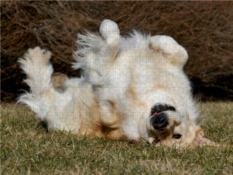 Ein Motiv aus dem Kalender Golden Retriever - Ein Herz auf 4 Pfoten