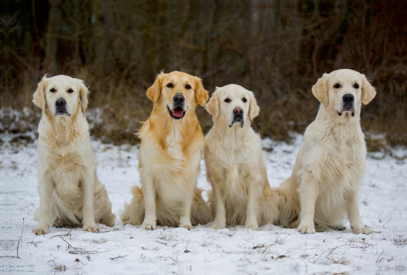 Ein Motiv aus dem Kalender Golden Retriever - Ein Herz auf 4 Pfoten