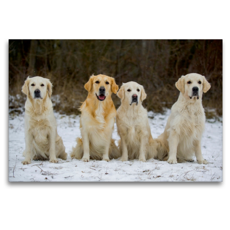 Ein Motiv aus dem Kalender Golden Retriever - Ein Herz auf 4 Pfoten