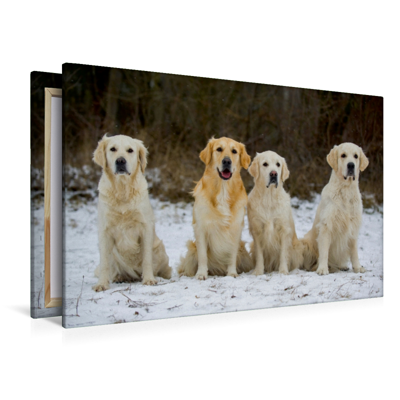 Ein Motiv aus dem Kalender Golden Retriever - Ein Herz auf 4 Pfoten