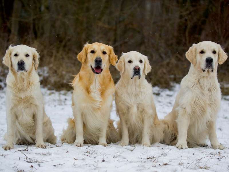 Ein Motiv aus dem Kalender Golden Retriever - Ein Herz auf 4 Pfoten