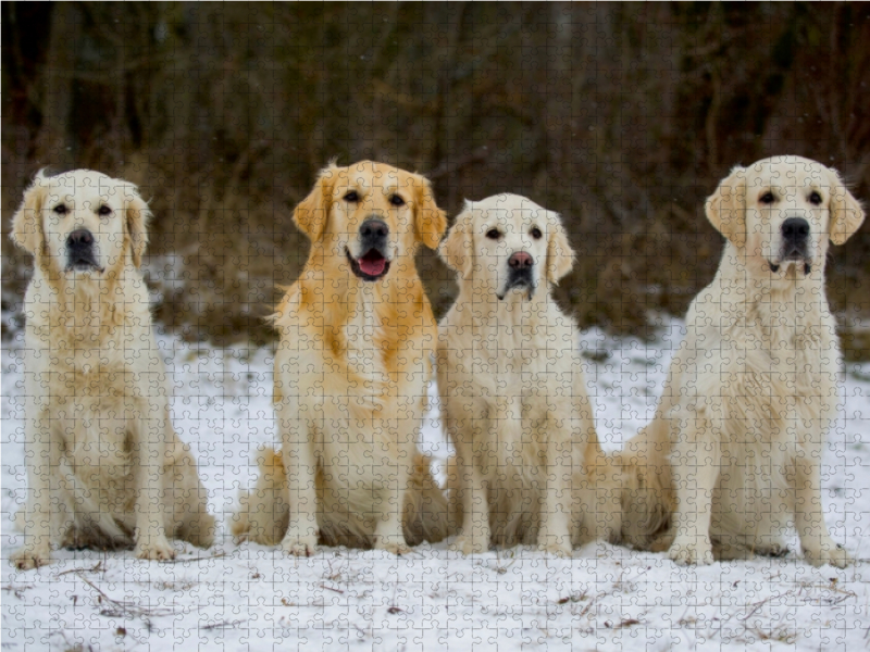 Ein Motiv aus dem Kalender Golden Retriever - Ein Herz auf 4 Pfoten