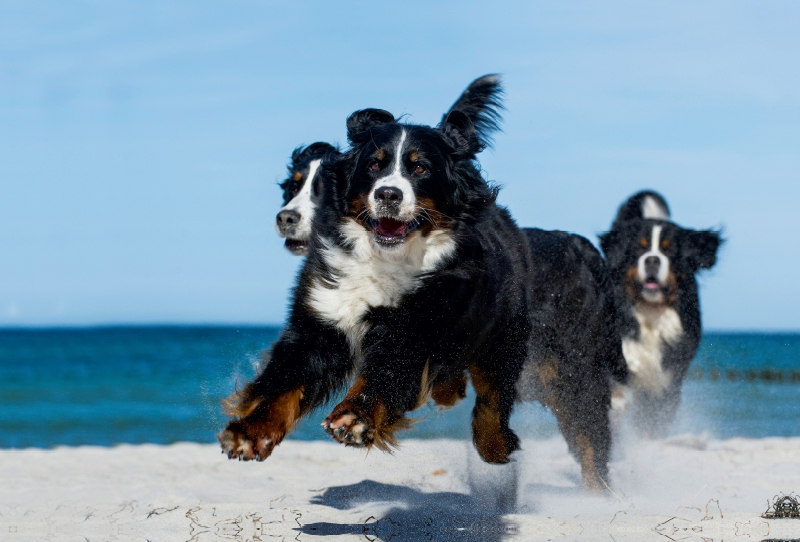 Ein Motiv aus dem Kalender Berner Sennenhund 2017