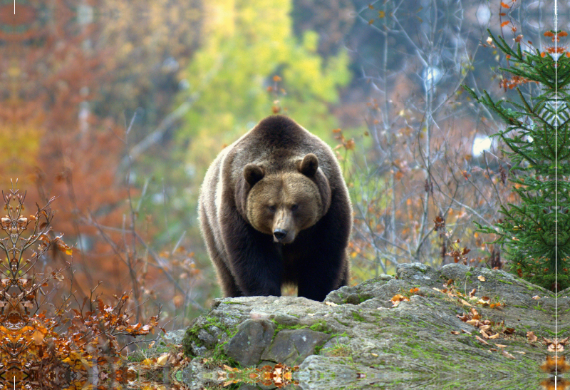 Braunbär