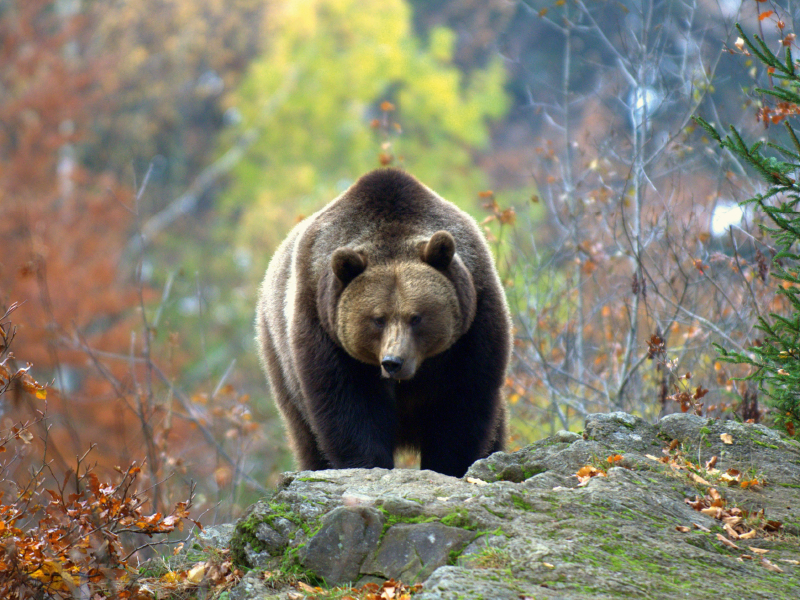 Braunbär