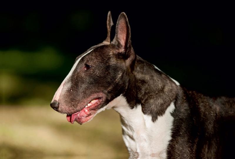 Ein Motiv aus dem Kalender Bullterrier