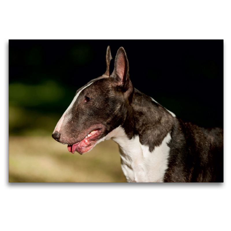 Ein Motiv aus dem Kalender Bullterrier