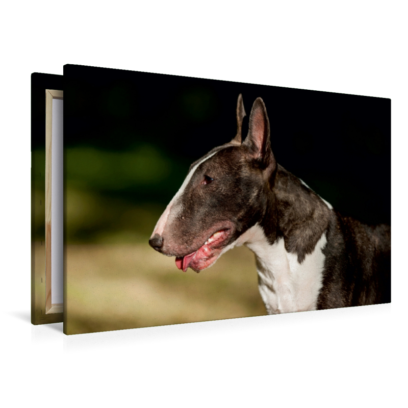 Ein Motiv aus dem Kalender Bullterrier