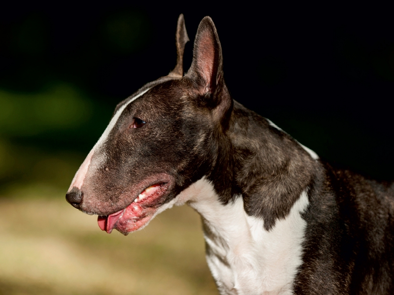 Ein Motiv aus dem Kalender Bullterrier