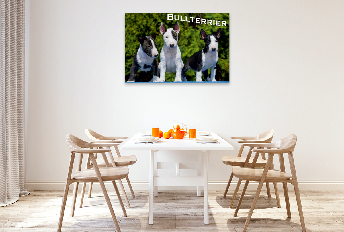 Ein Motiv aus dem Kalender Bullterrier