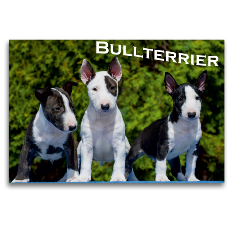 Ein Motiv aus dem Kalender Bullterrier