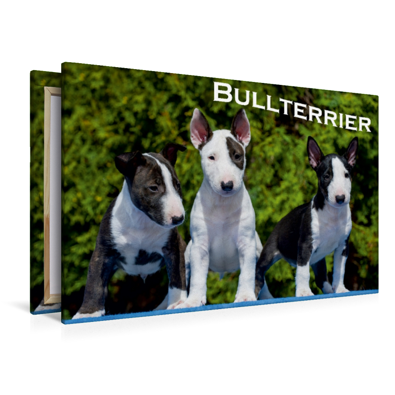 Ein Motiv aus dem Kalender Bullterrier