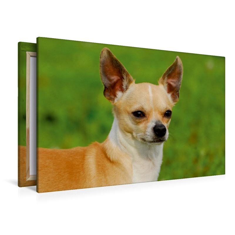 Ein Motiv aus dem Kalender Chihuahua - Kleine Hunde ganz groß