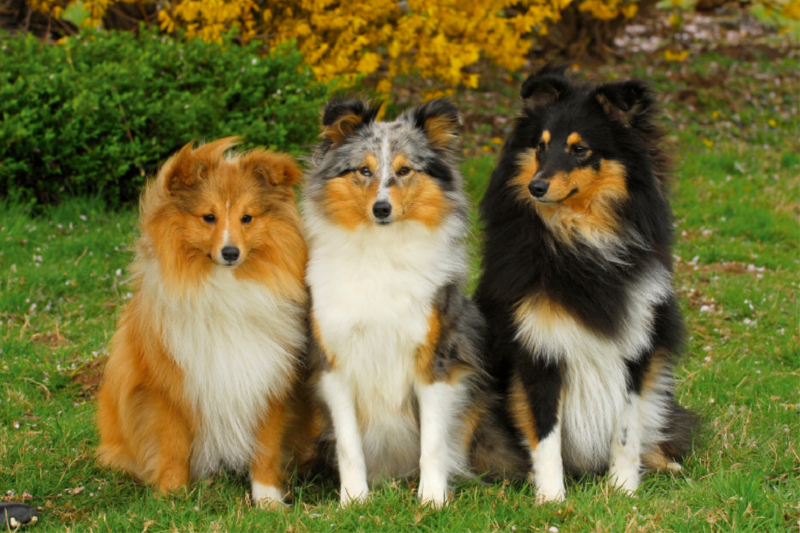 Ein Motiv aus dem Kalender Sheltie 2017