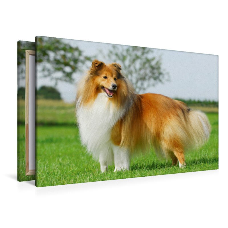 Ein Motiv aus dem Kalender Sheltie 2017