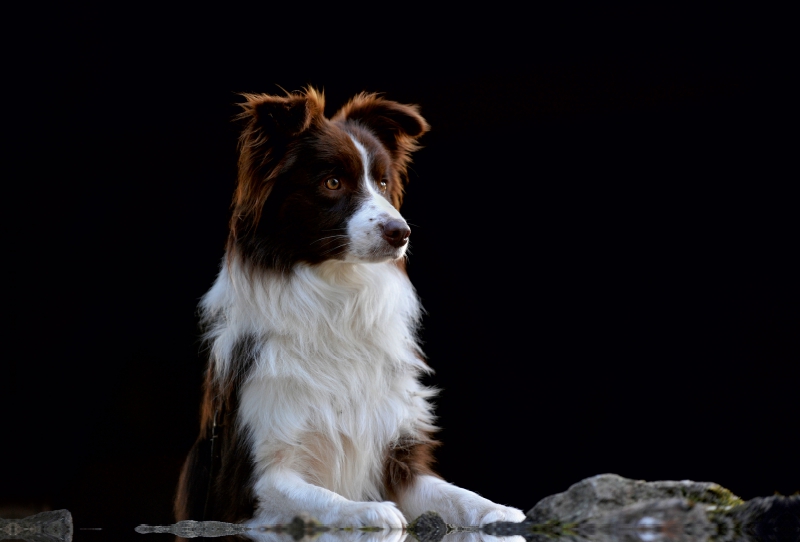 Ein Motiv aus dem Kalender Border Collie 2017