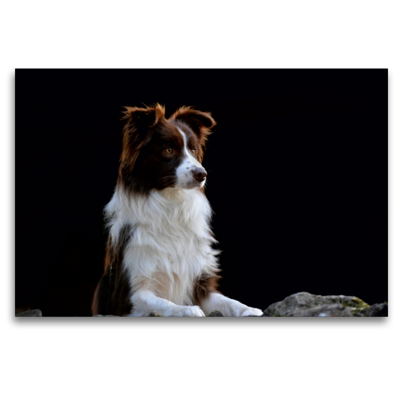 Ein Motiv aus dem Kalender Border Collie 2017