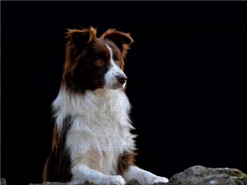 Ein Motiv aus dem Kalender Border Collie 2017