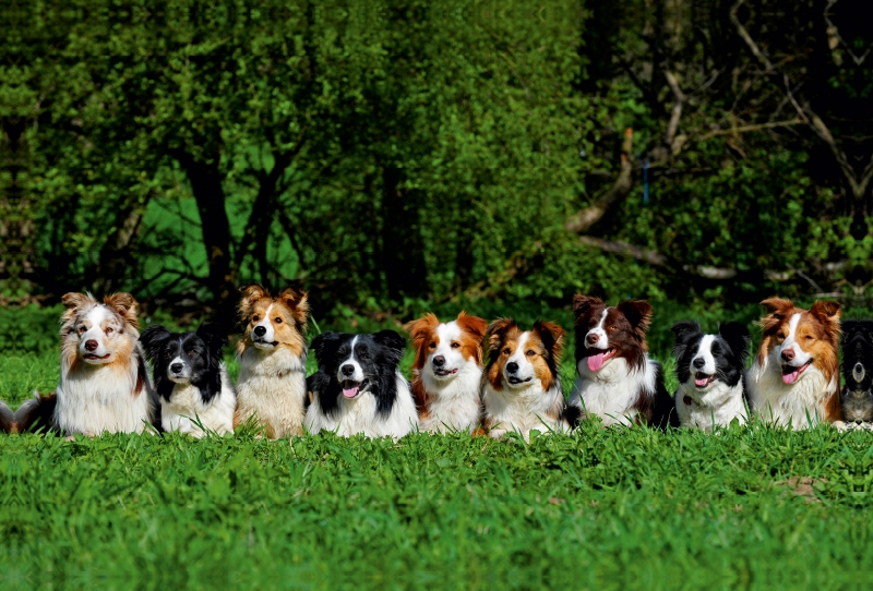 Ein Motiv aus dem Kalender Border Collie 2017