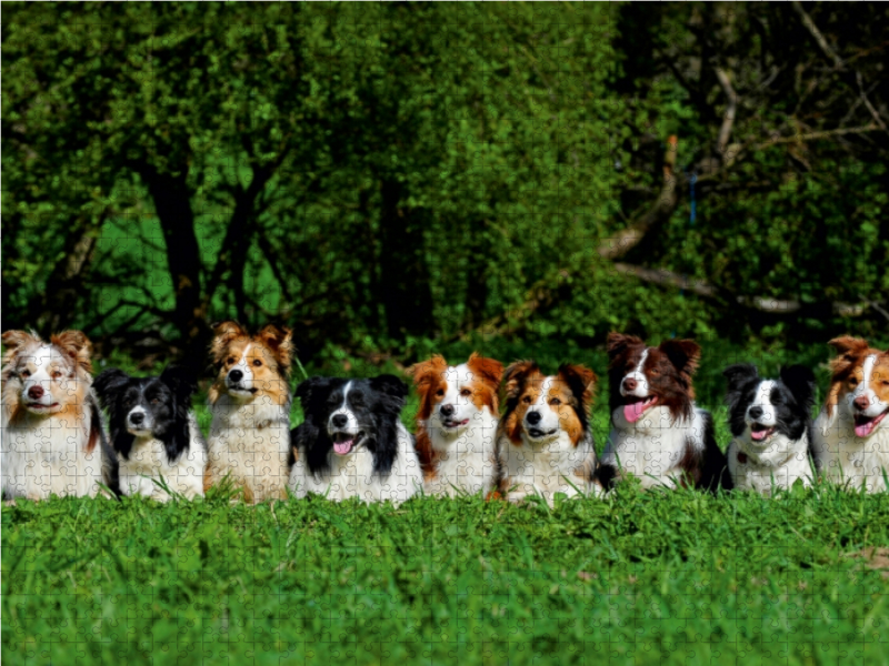 Ein Motiv aus dem Kalender Border Collie 2017