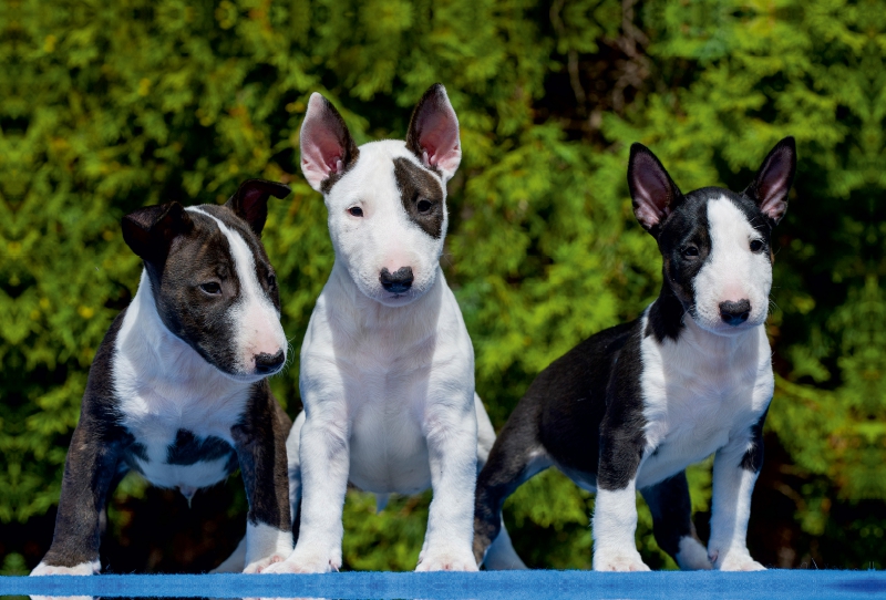 Bullterrier