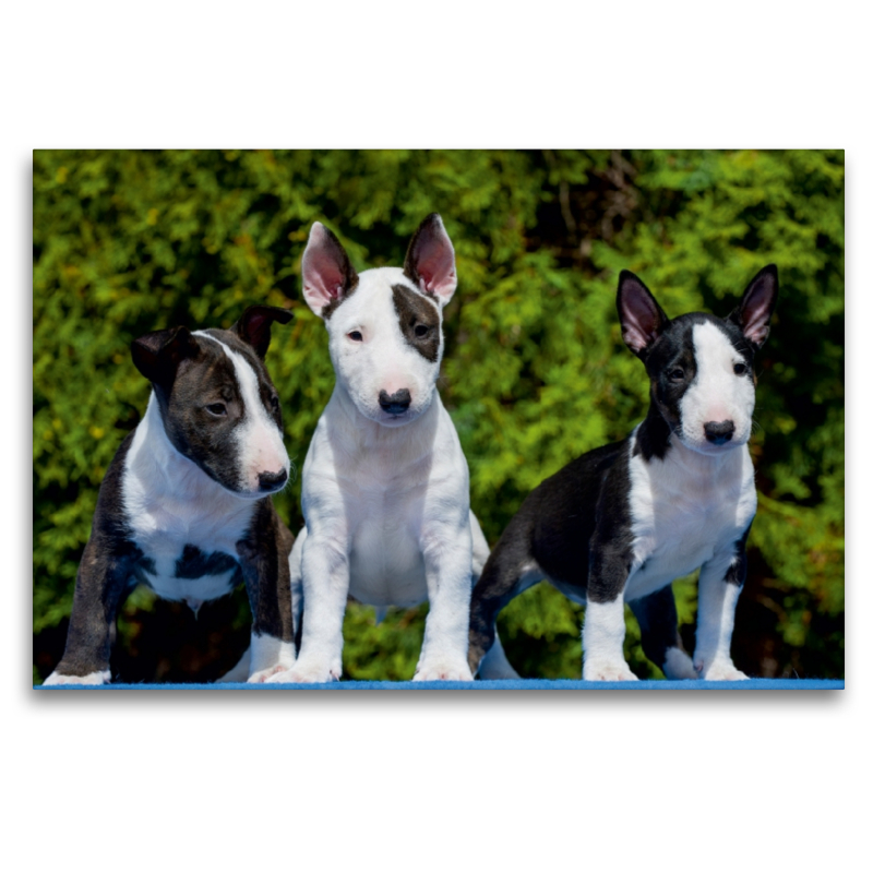 Bullterrier