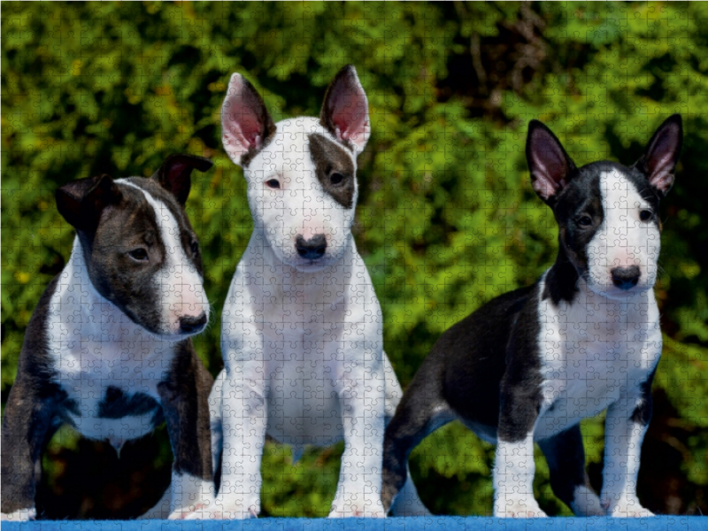 Bullterrier