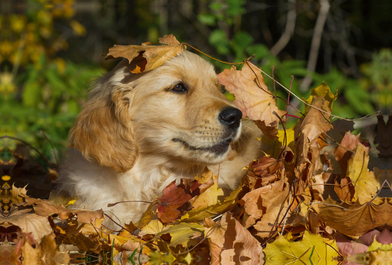 Golden Retriever