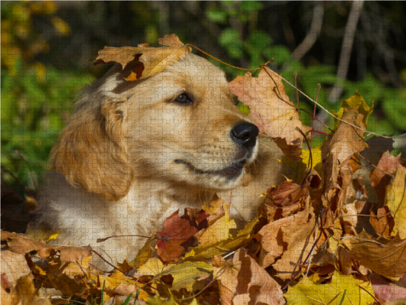 Golden Retriever